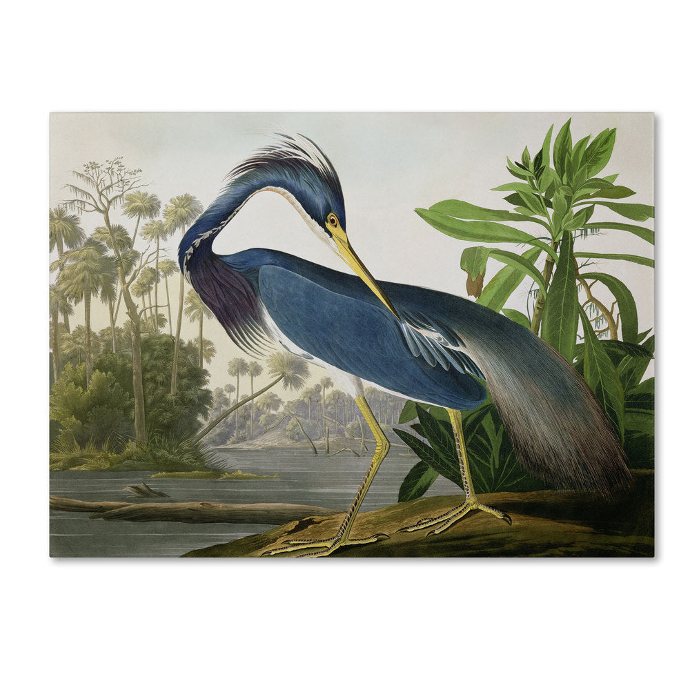 The Curated Nomad John James Audubon Leinwandbild „Louisiana Heron“