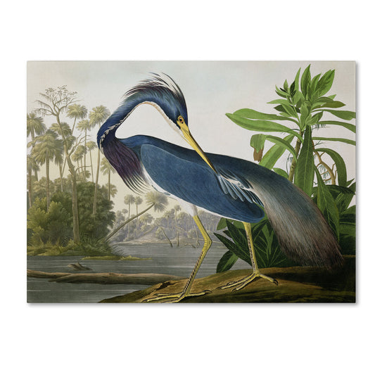 The Curated Nomad John James Audubon Leinwandbild „Louisiana Heron“
