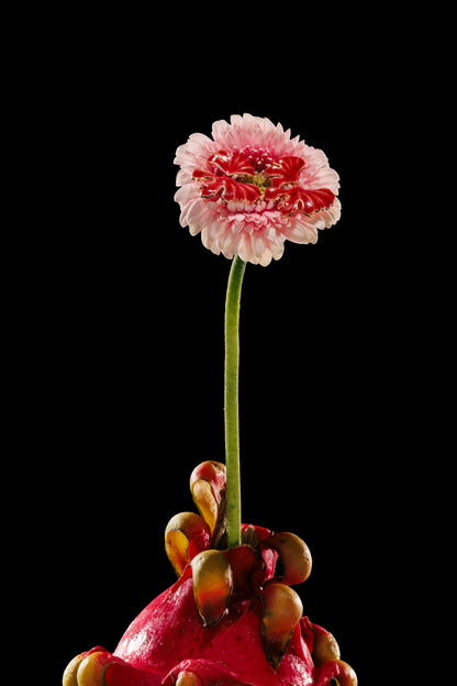 Bettina Ohrring - Rojo